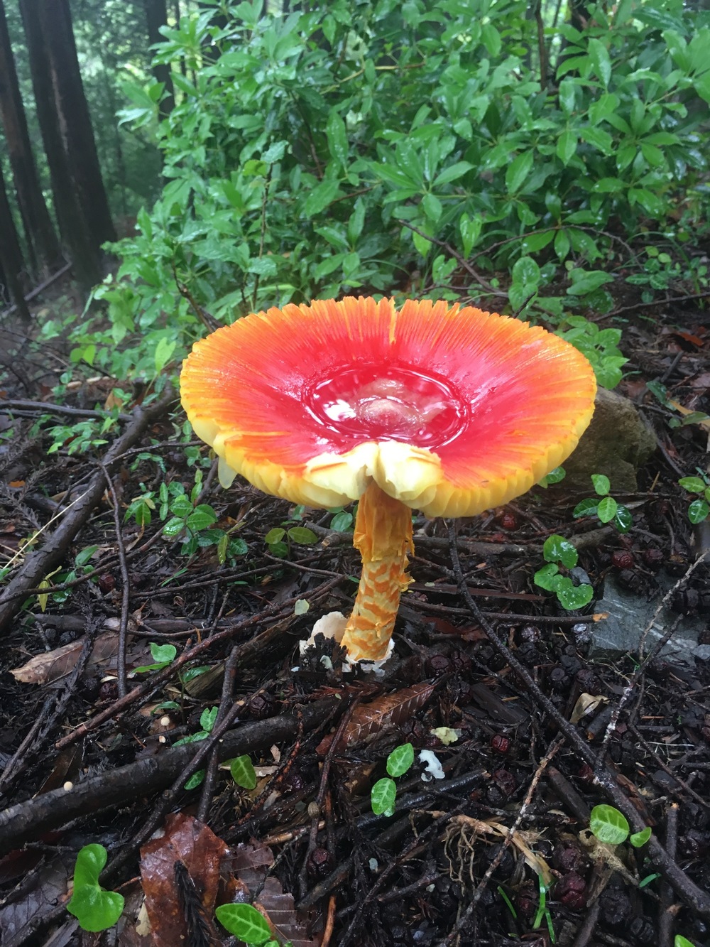 Nishiagano Three Waterfalls loop 12km ~ 白滝・不動の滝・大滝 ~　の写真4