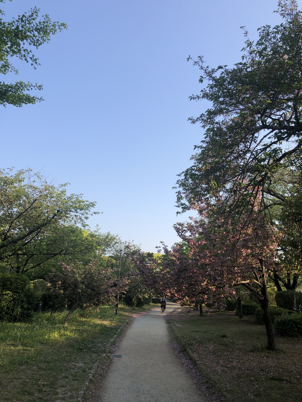 旧元茨木川の桜通りから摂津へ出て安威川を戻る15kmのコースの写真5