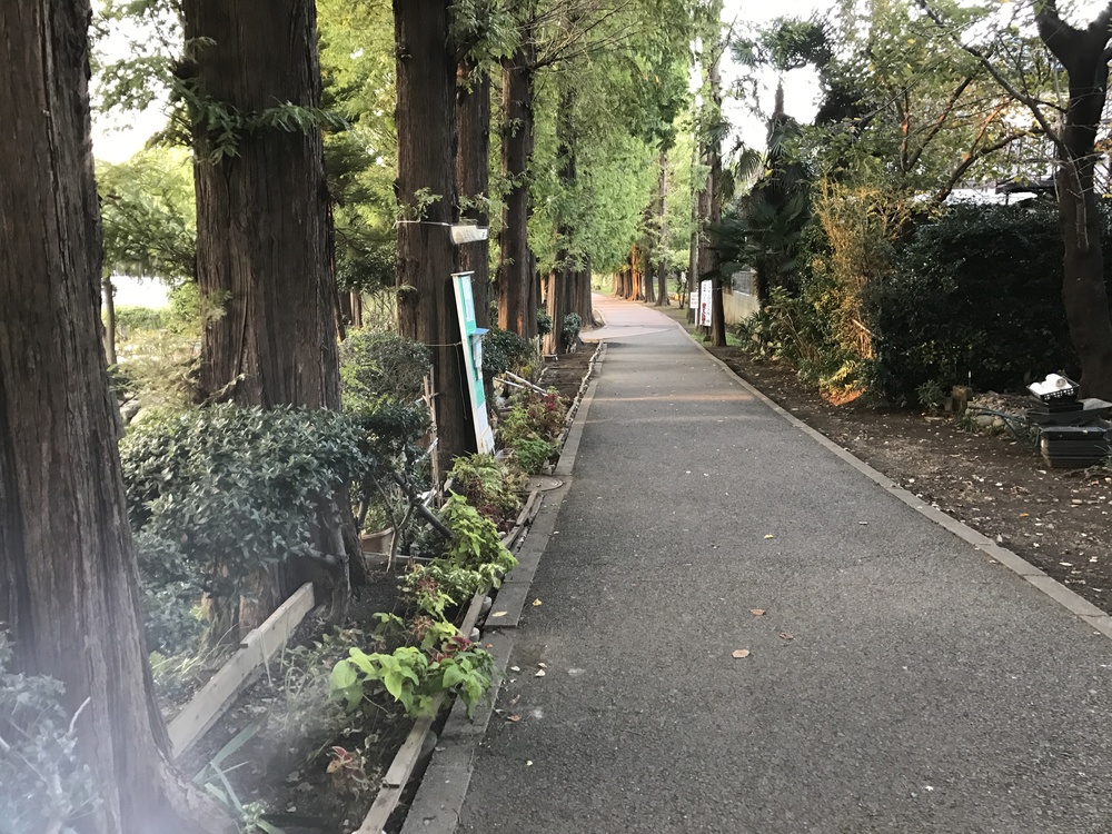 別所沼公園のメタセコイア並木〜花と緑の散歩道の写真3