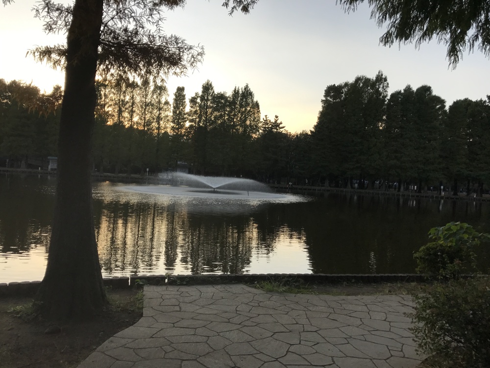 別所沼公園のメタセコイア並木〜花と緑の散歩道の写真4