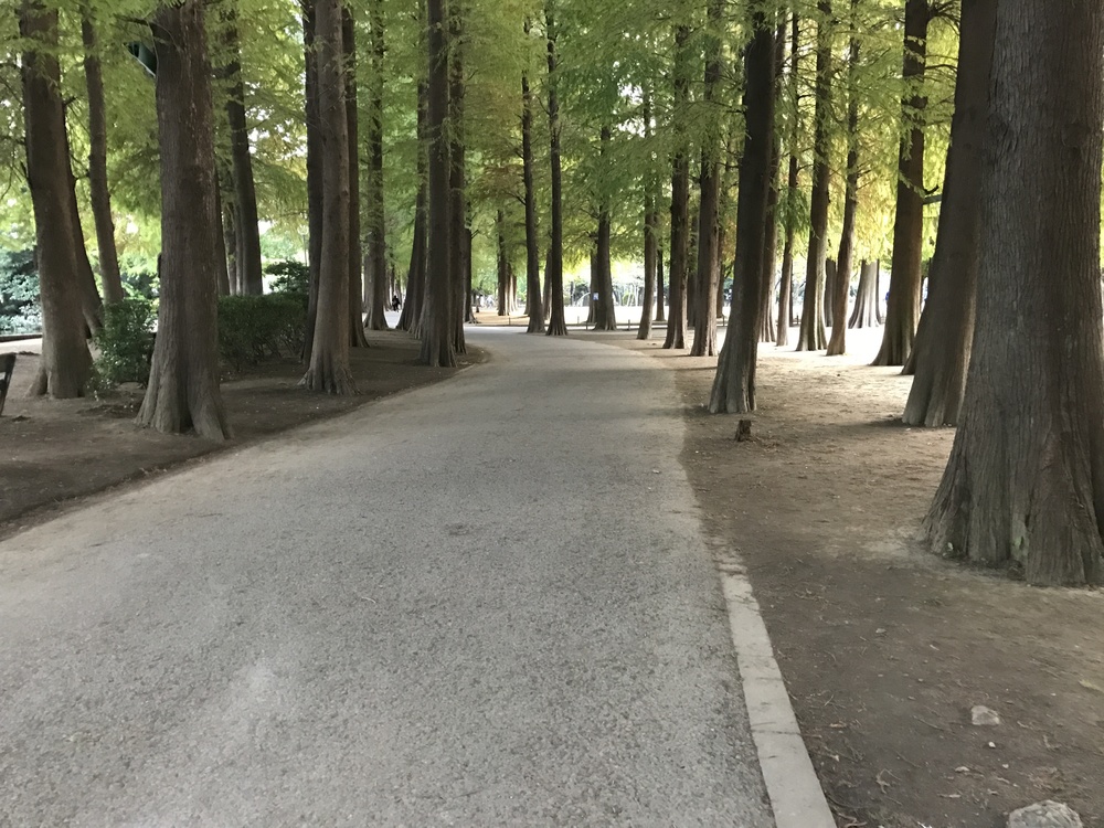 別所沼公園のメタセコイア並木〜花と緑の散歩道の写真5