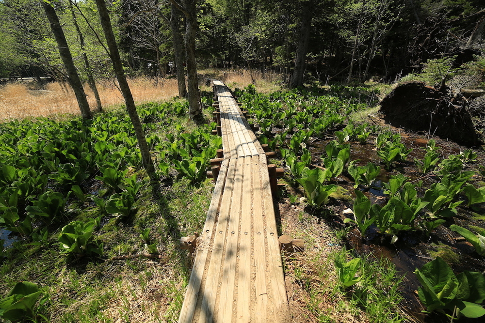 北海道三大秘湖「オンネトー」1周コースの写真7
