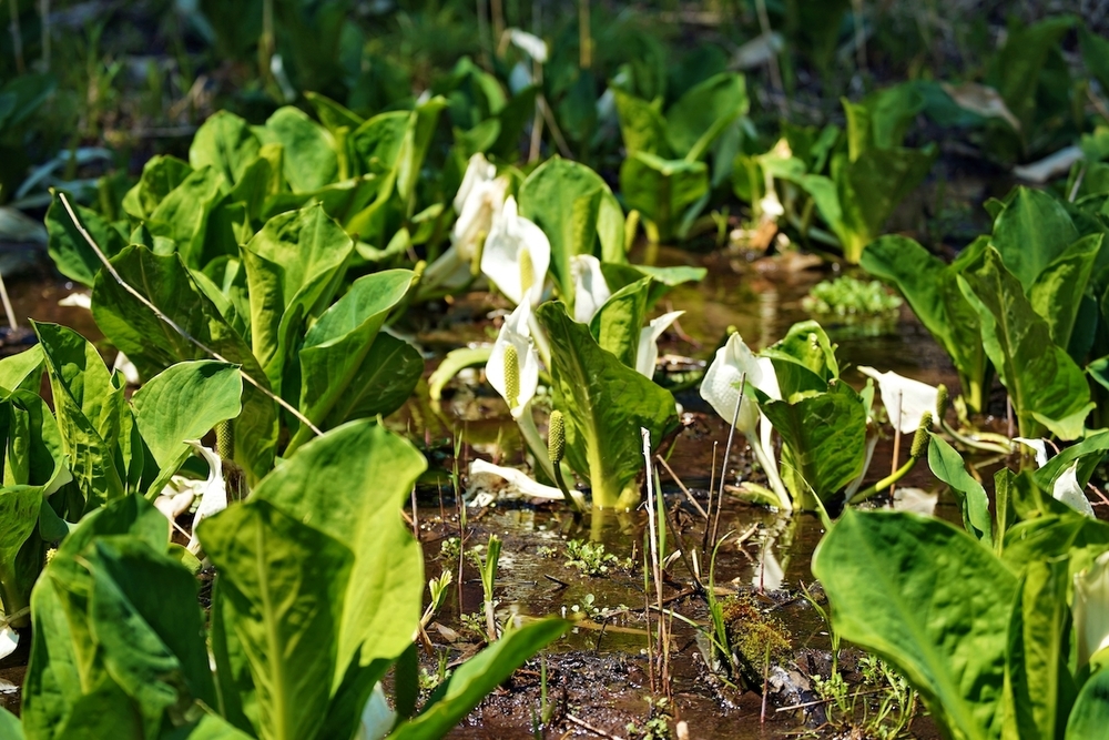 北海道三大秘湖「オンネトー」1周コースの写真8
