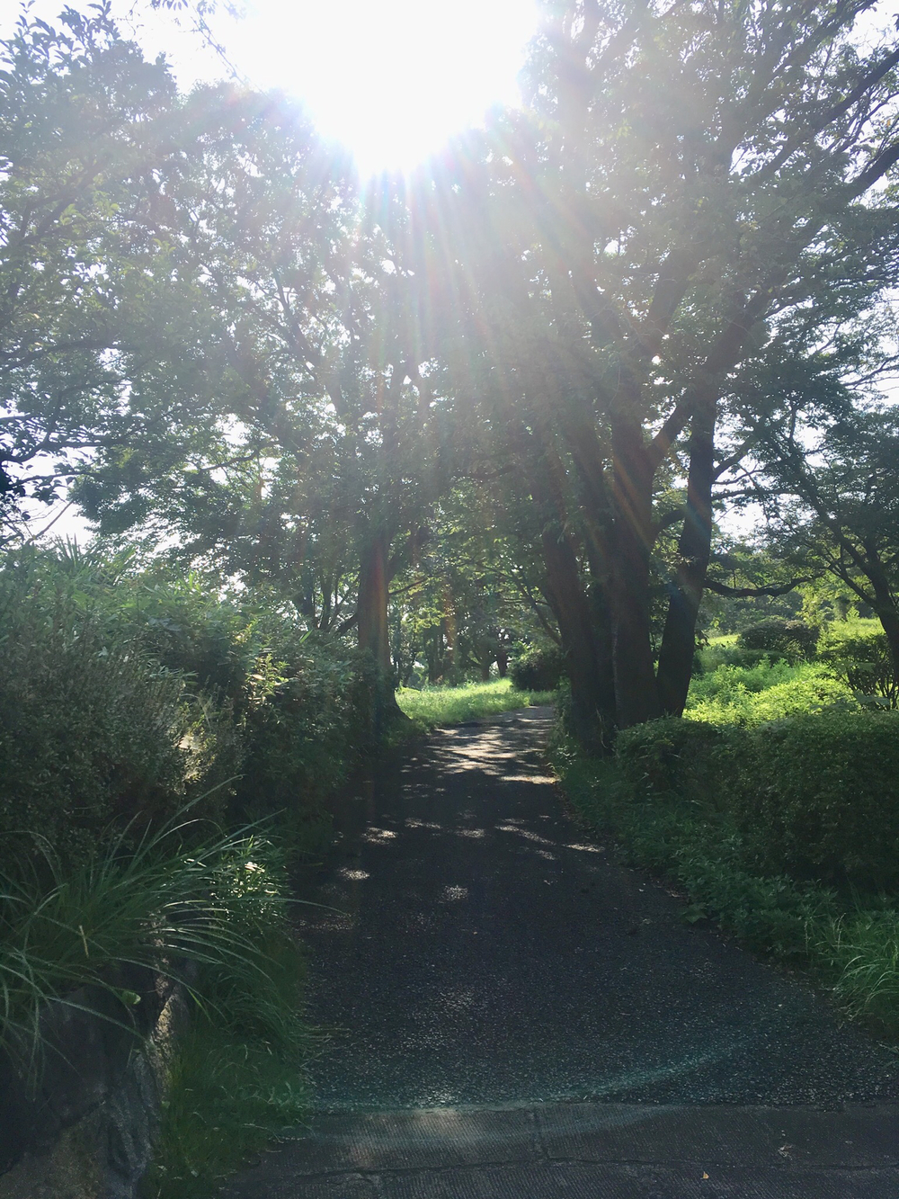 公園と緑道を巡る自然たっぷりコース！真夏のロング走におススメ☆の写真6