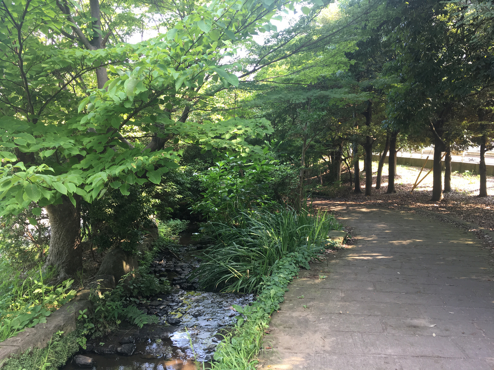 公園と緑道を巡る自然たっぷりコース！真夏のロング走におススメ☆の写真9