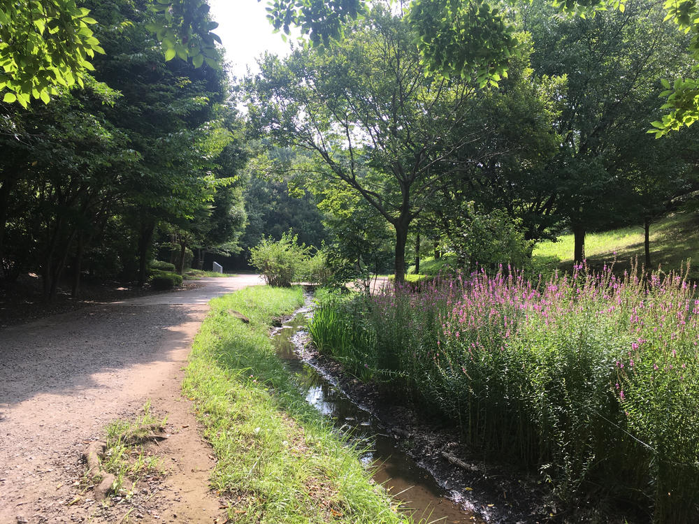 公園と緑道を巡る自然たっぷりコース！真夏のロング走におススメ☆の写真12