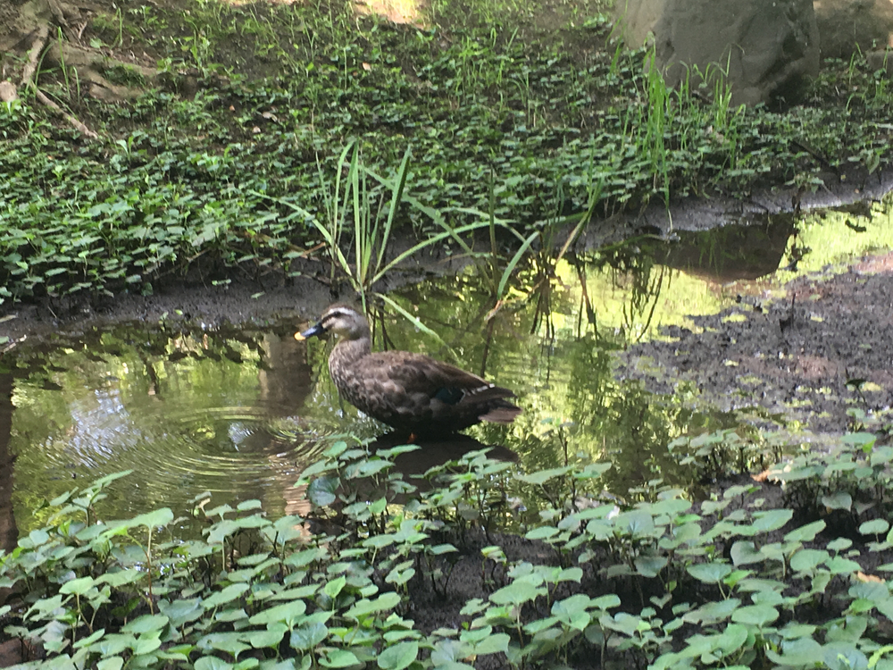 公園と緑道を巡る自然たっぷりコース！真夏のロング走におススメ☆の写真13
