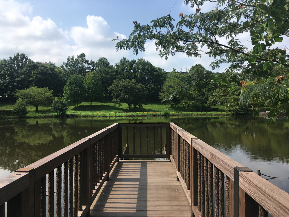 公園と緑道を巡る自然たっぷりコース！真夏のロング走におススメ☆の写真14