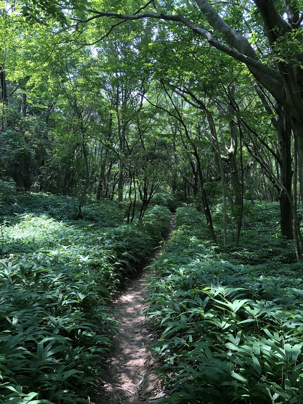 宝塚から六甲山最高峰を経て有馬温泉の写真3