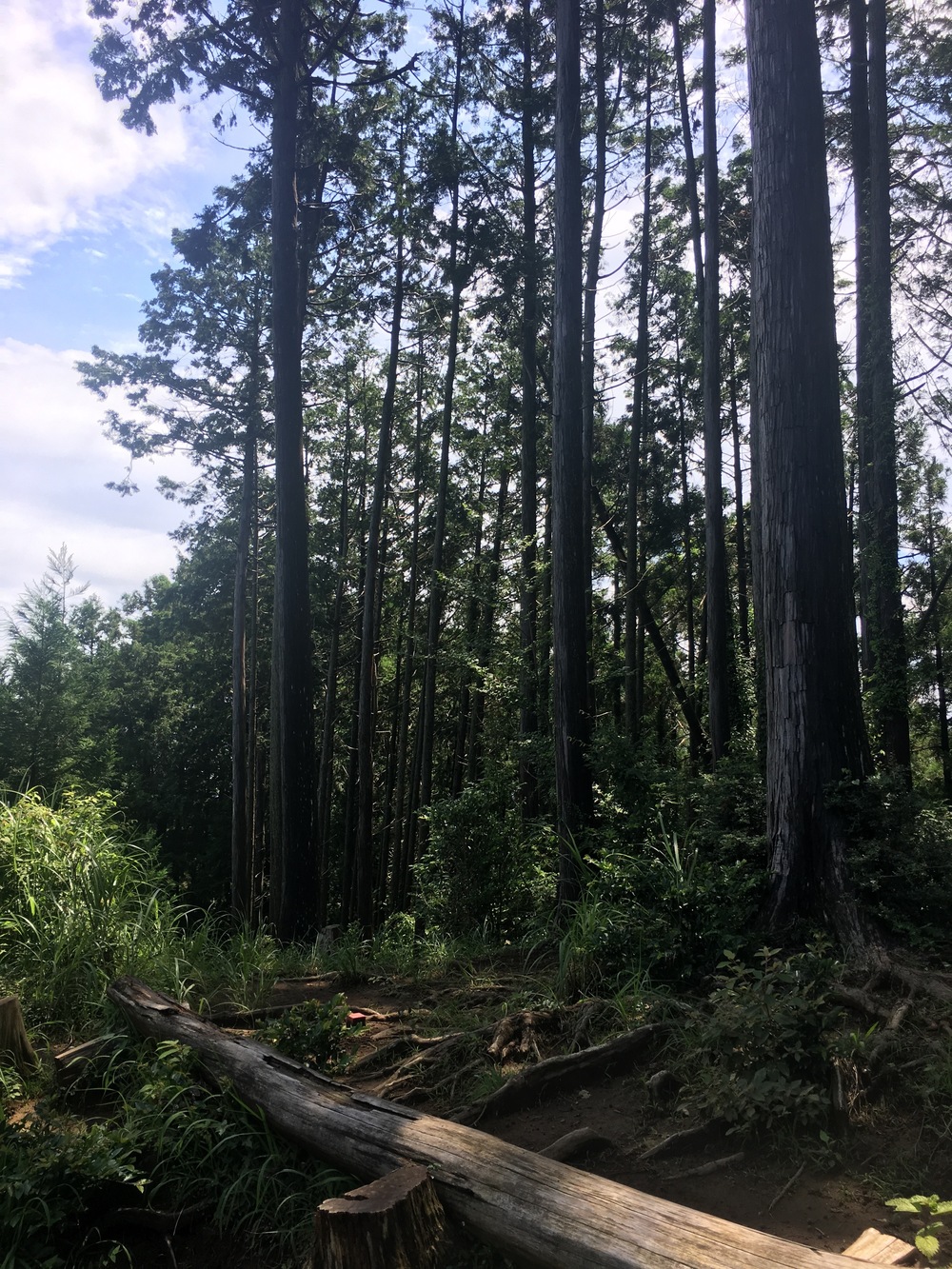 Mt.Takamizu Trail Running 17.5kmの写真3