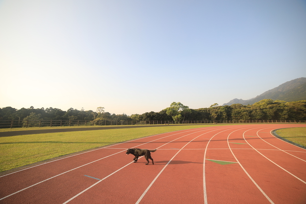 屋久島・健康の森公園陸上競技場の写真4