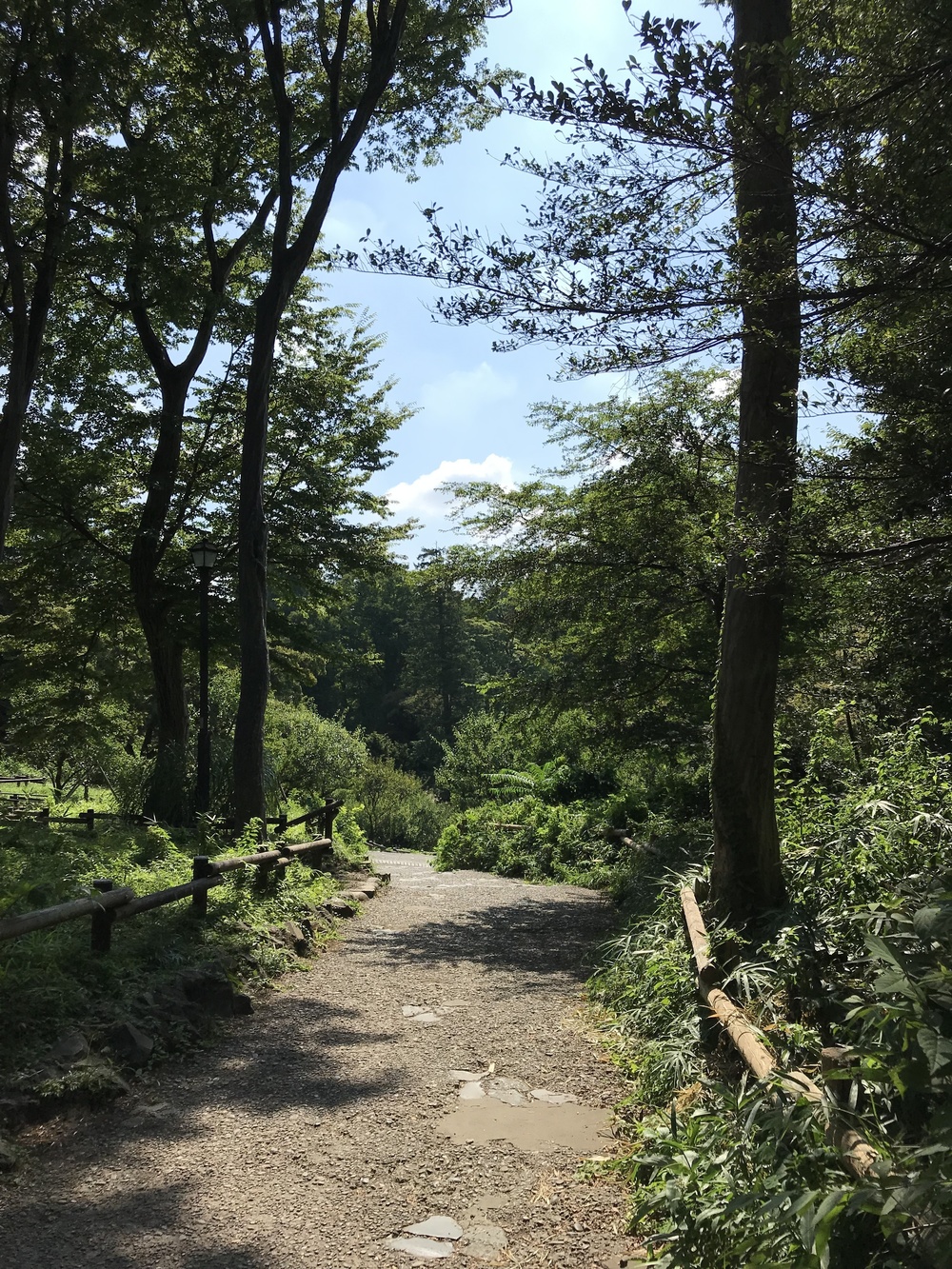 吉祥寺 トレイル&ロード 9kmの写真7