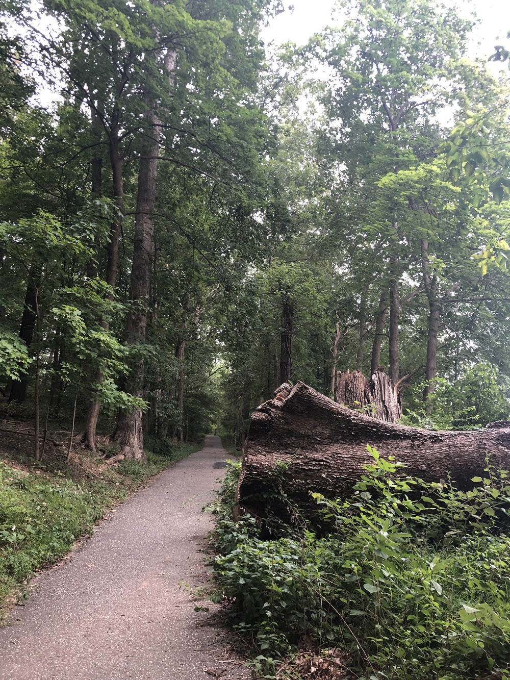 [Washinton D.C.] Rock Creek Park Trailの写真3