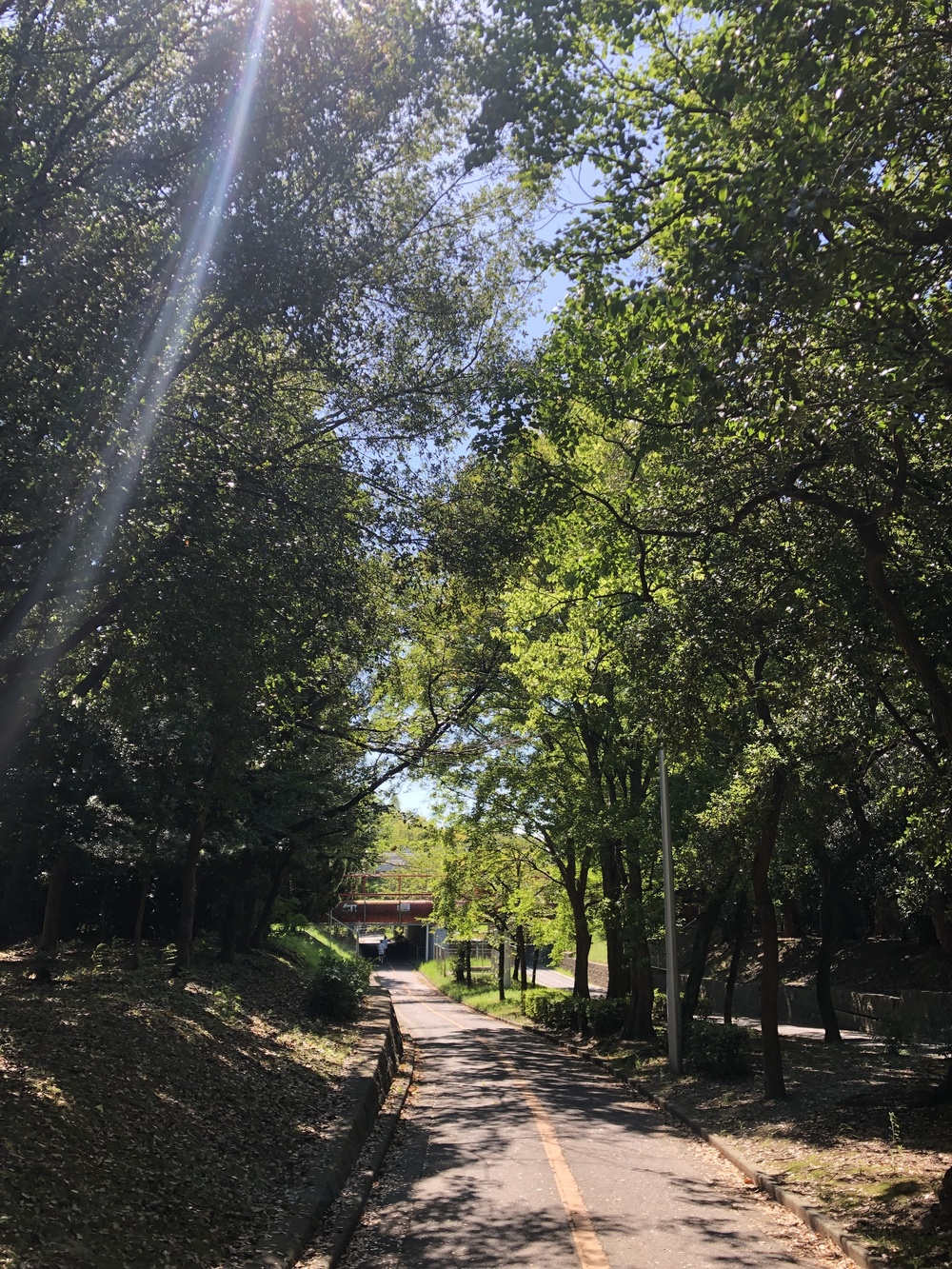 夏でも涼しい樹々に囲まれた大江川緑地ランニングコースの写真3