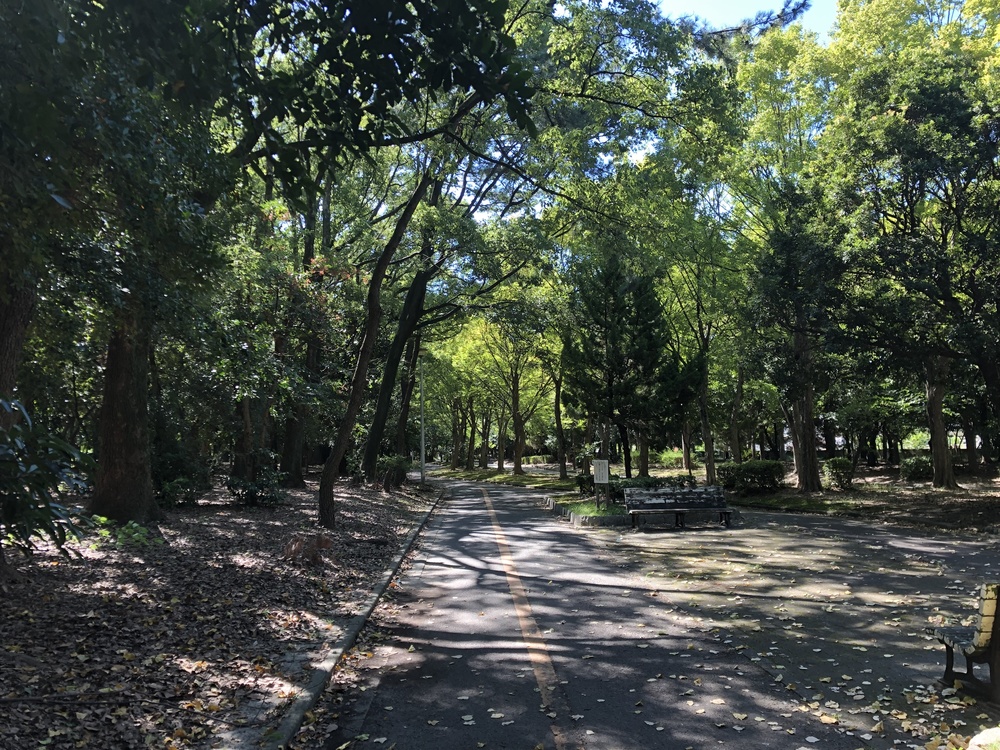 夏でも涼しい樹々に囲まれた大江川緑地ランニングコースの写真4