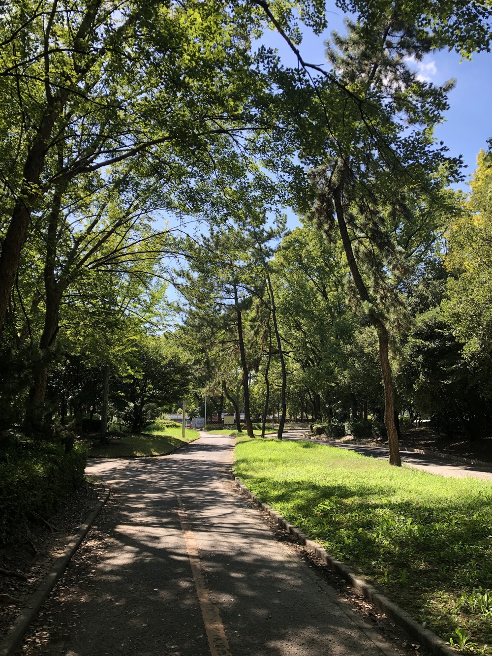 夏でも涼しい樹々に囲まれた大江川緑地ランニングコースの写真5