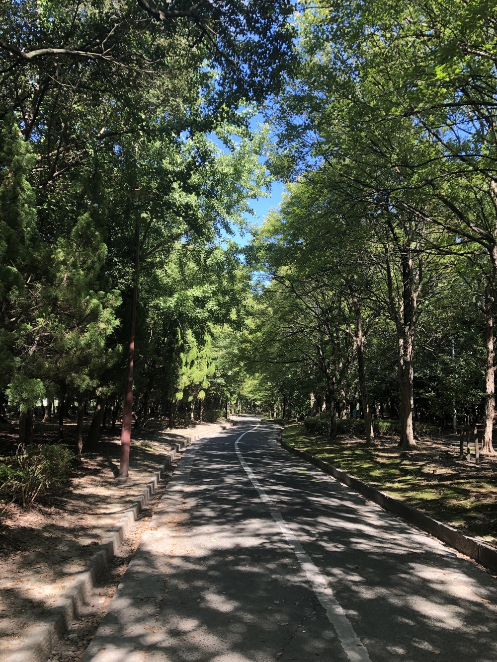 夏でも涼しい樹々に囲まれた大江川緑地ランニングコースの写真7
