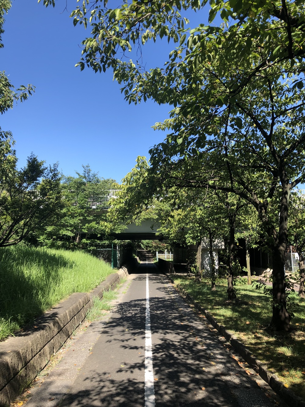 夏でも涼しい樹々に囲まれた大江川緑地ランニングコースの写真8