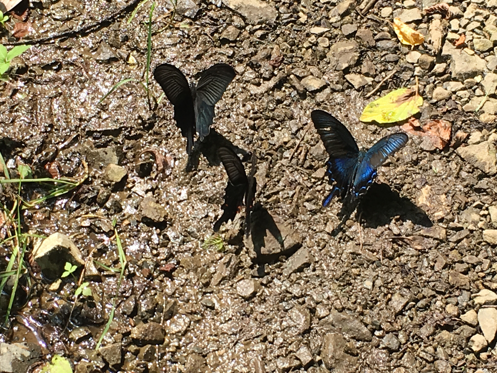 天然のクーラー完備の川沿いランの写真6