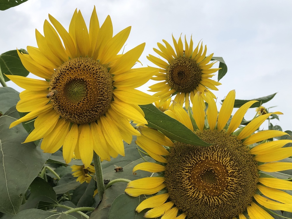 清瀬のヒマワリ〜東久留米の湧水散策ランの写真3