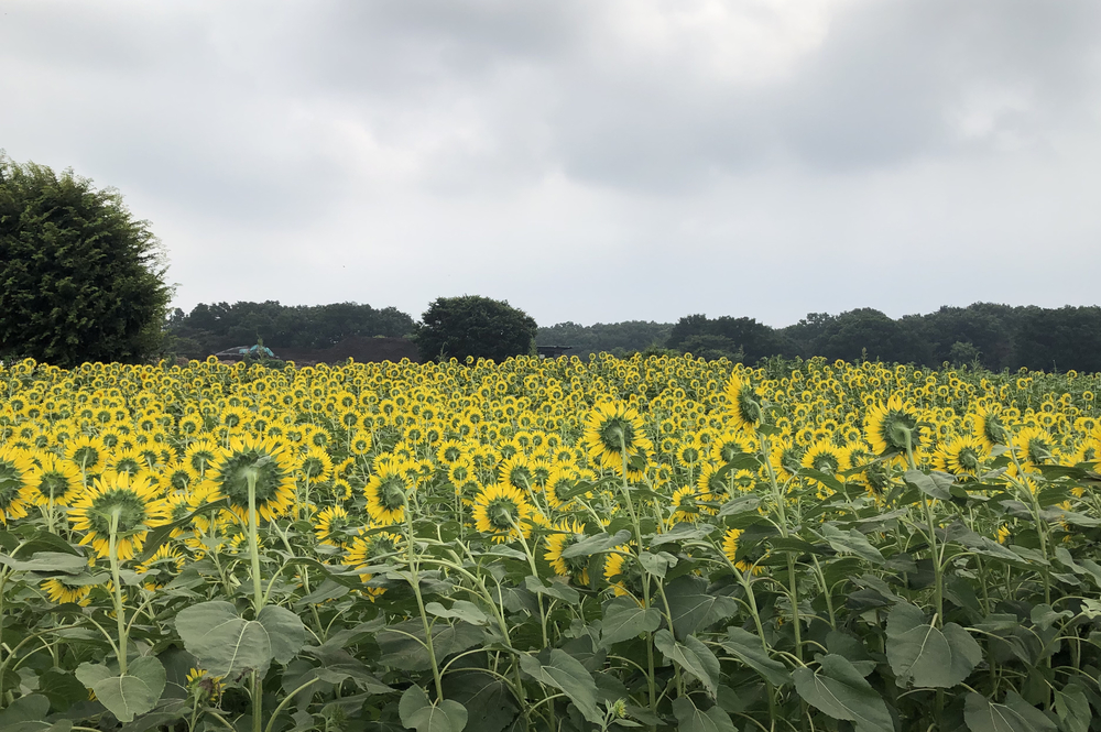清瀬のヒマワリ〜東久留米の湧水散策ランの写真4