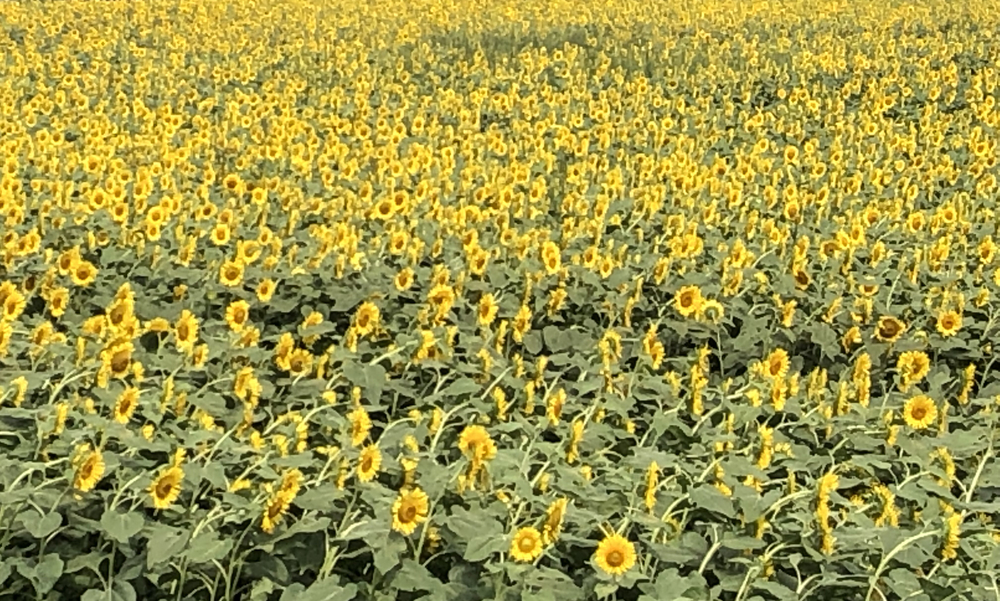清瀬のヒマワリ〜東久留米の湧水散策ランの写真5