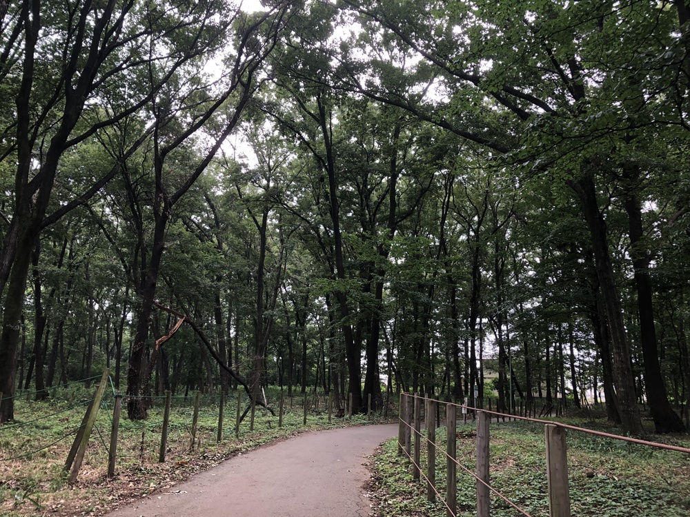 清瀬のヒマワリ〜東久留米の湧水散策ランの写真6