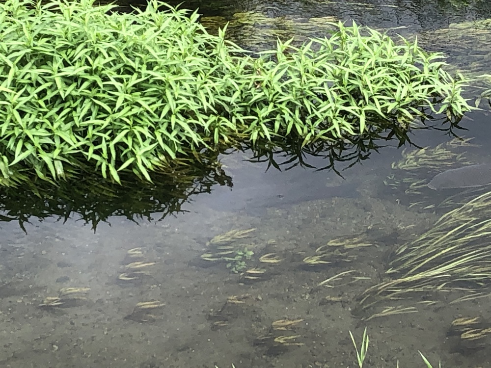 清瀬のヒマワリ〜東久留米の湧水散策ランの写真9