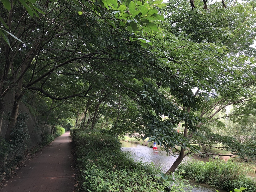 清瀬のヒマワリ〜東久留米の湧水散策ランの写真10