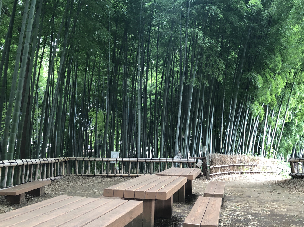清瀬のヒマワリ〜東久留米の湧水散策ランの写真11