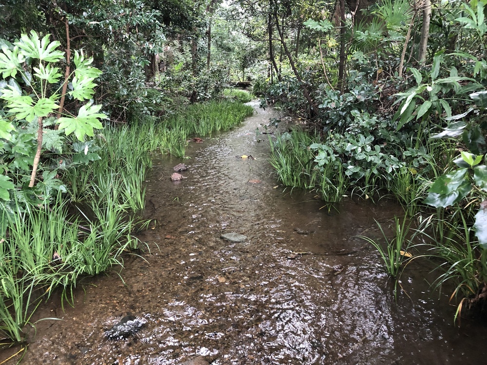 清瀬のヒマワリ〜東久留米の湧水散策ランの写真14
