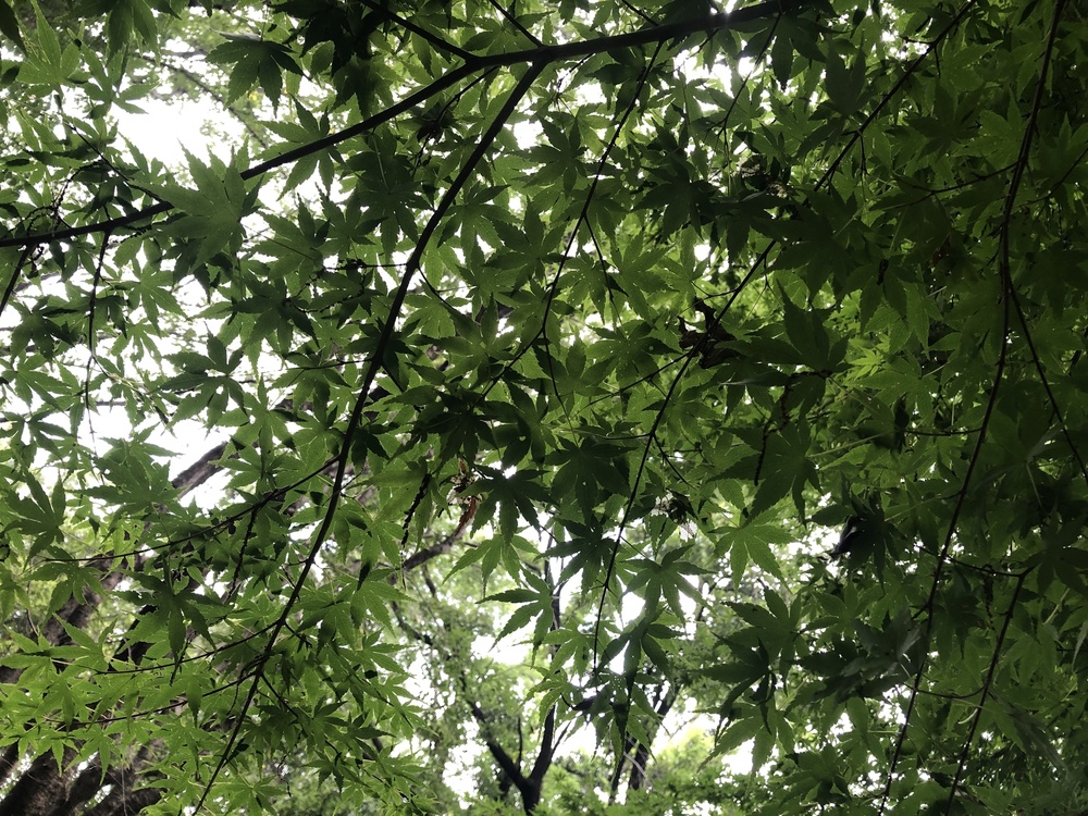 清瀬のヒマワリ〜東久留米の湧水散策ランの写真15