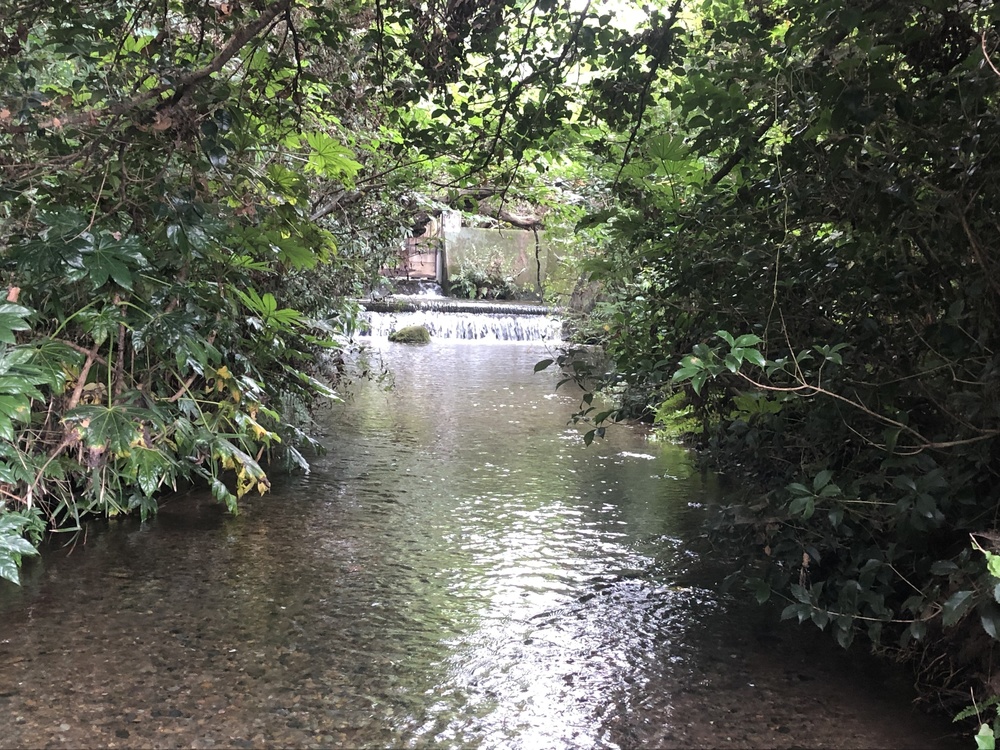 清瀬のヒマワリ〜東久留米の湧水散策ランの写真16