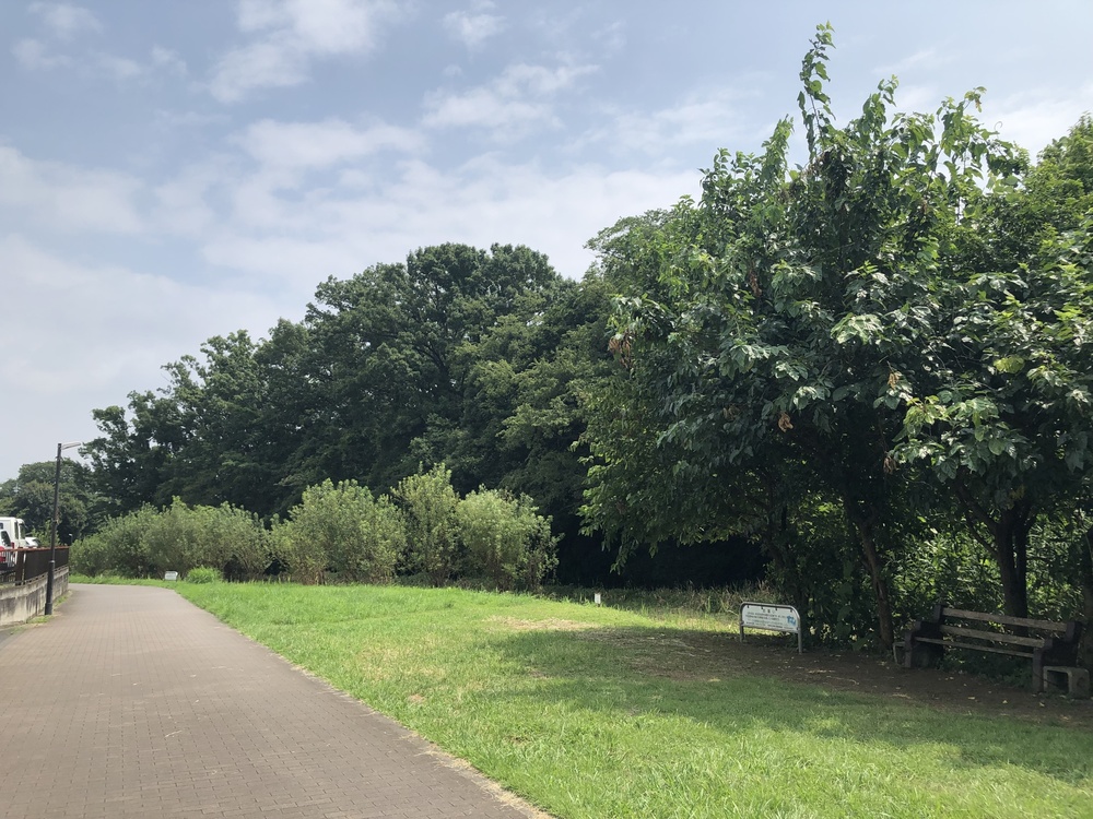清瀬のヒマワリ〜東久留米の湧水散策ランの写真17