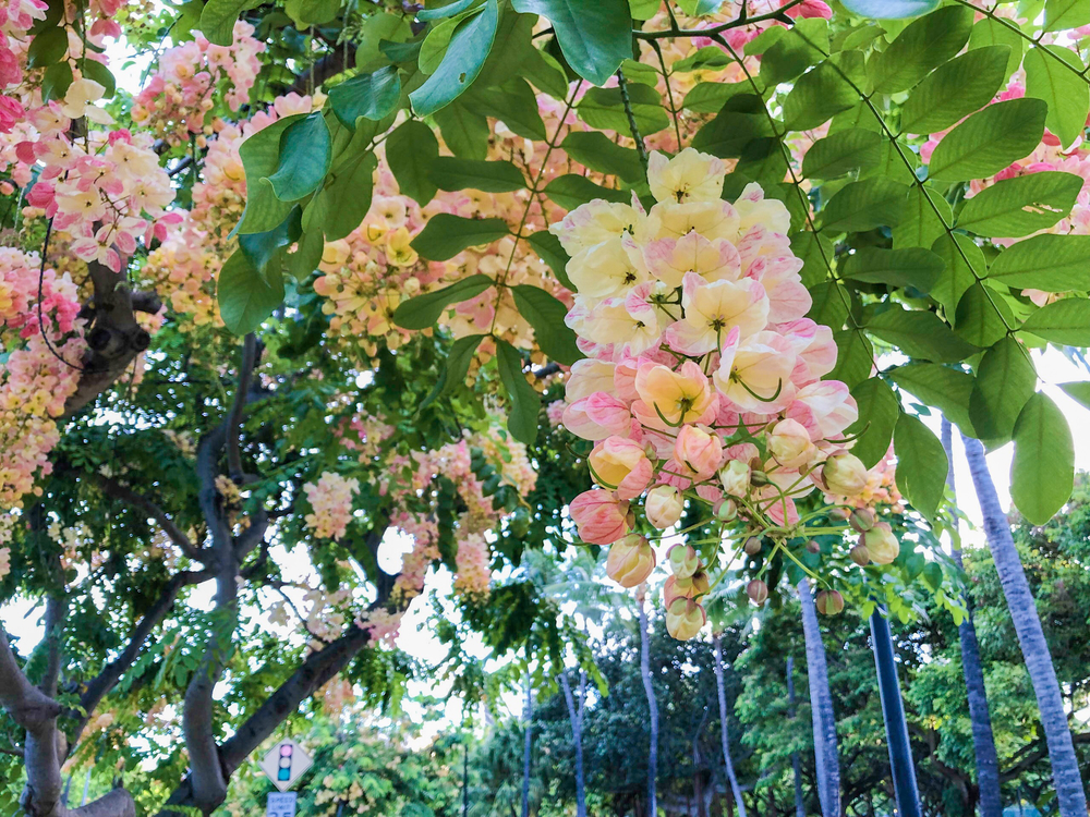 east Waikiki runの写真7