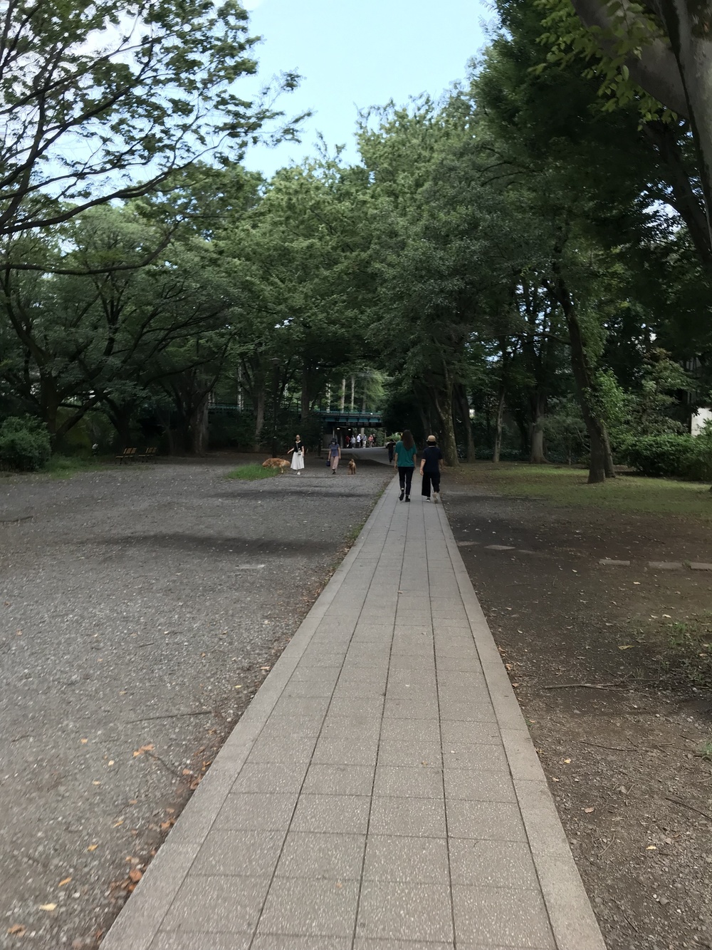 東京・神田川上流 季節を感じながらゆったりと(18km)の写真3