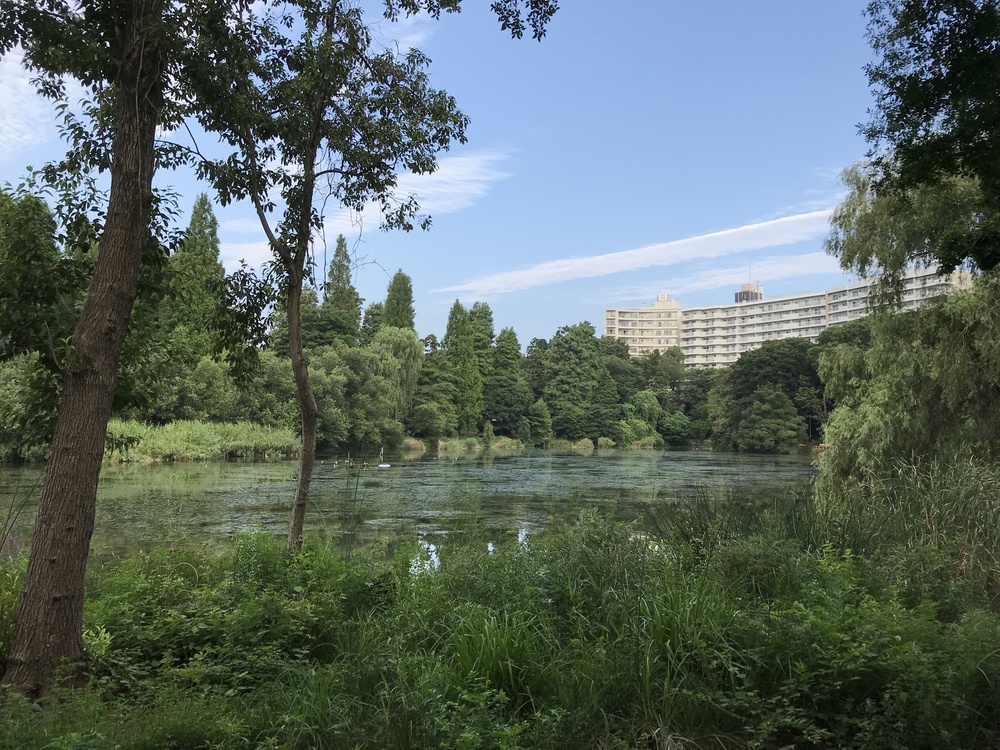 東京・神田川上流 季節を感じながらゆったりと(18km)の写真5