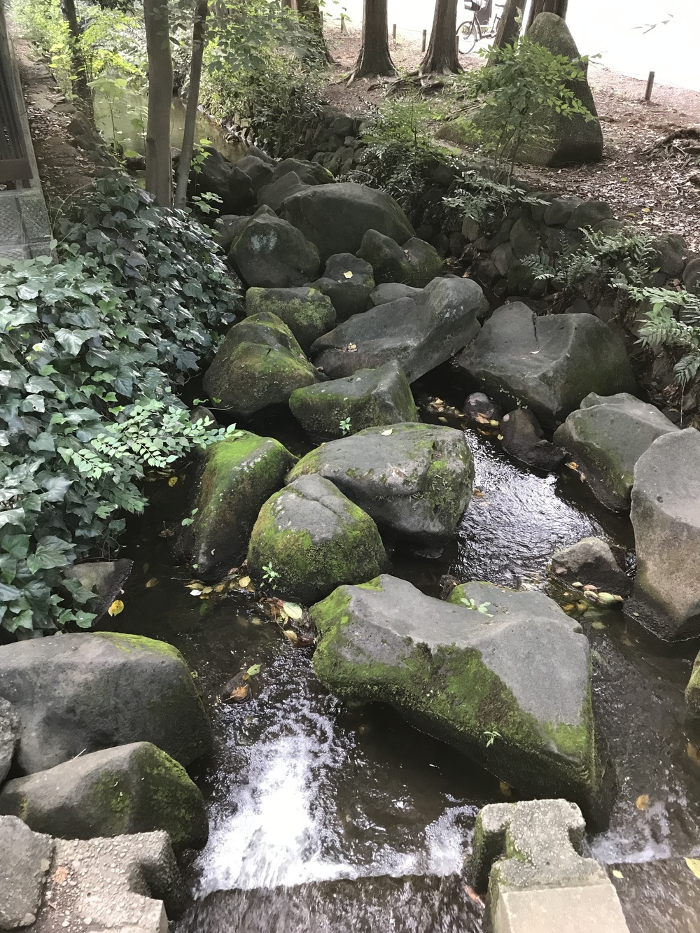 東京・神田川上流 季節を感じながらゆったりと(18km)の写真7
