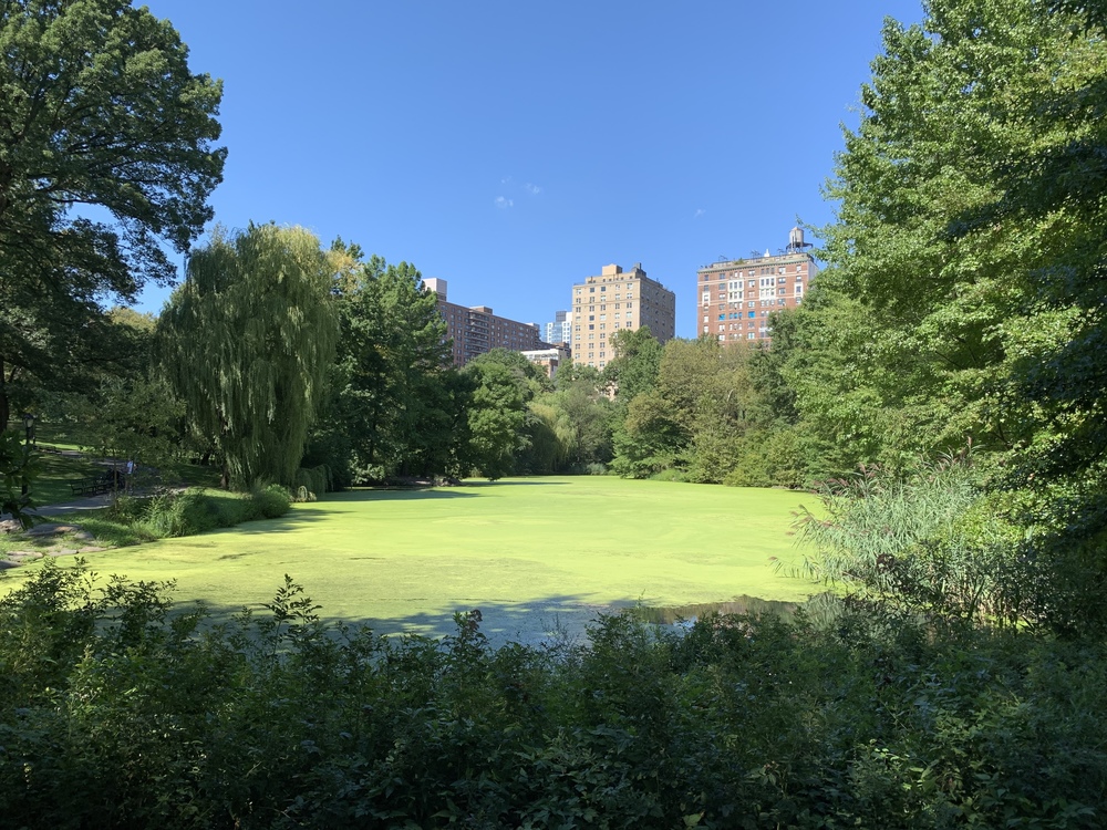 セントラルパークをランニング初心者が走ってみたの写真6