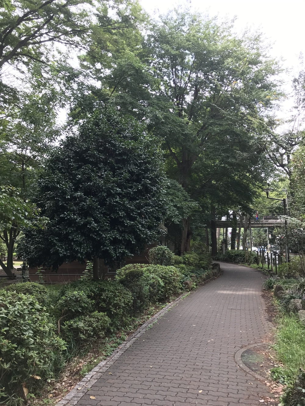 吉祥寺ハーフ 深大寺-味スタを巡る丘陵コースの写真3