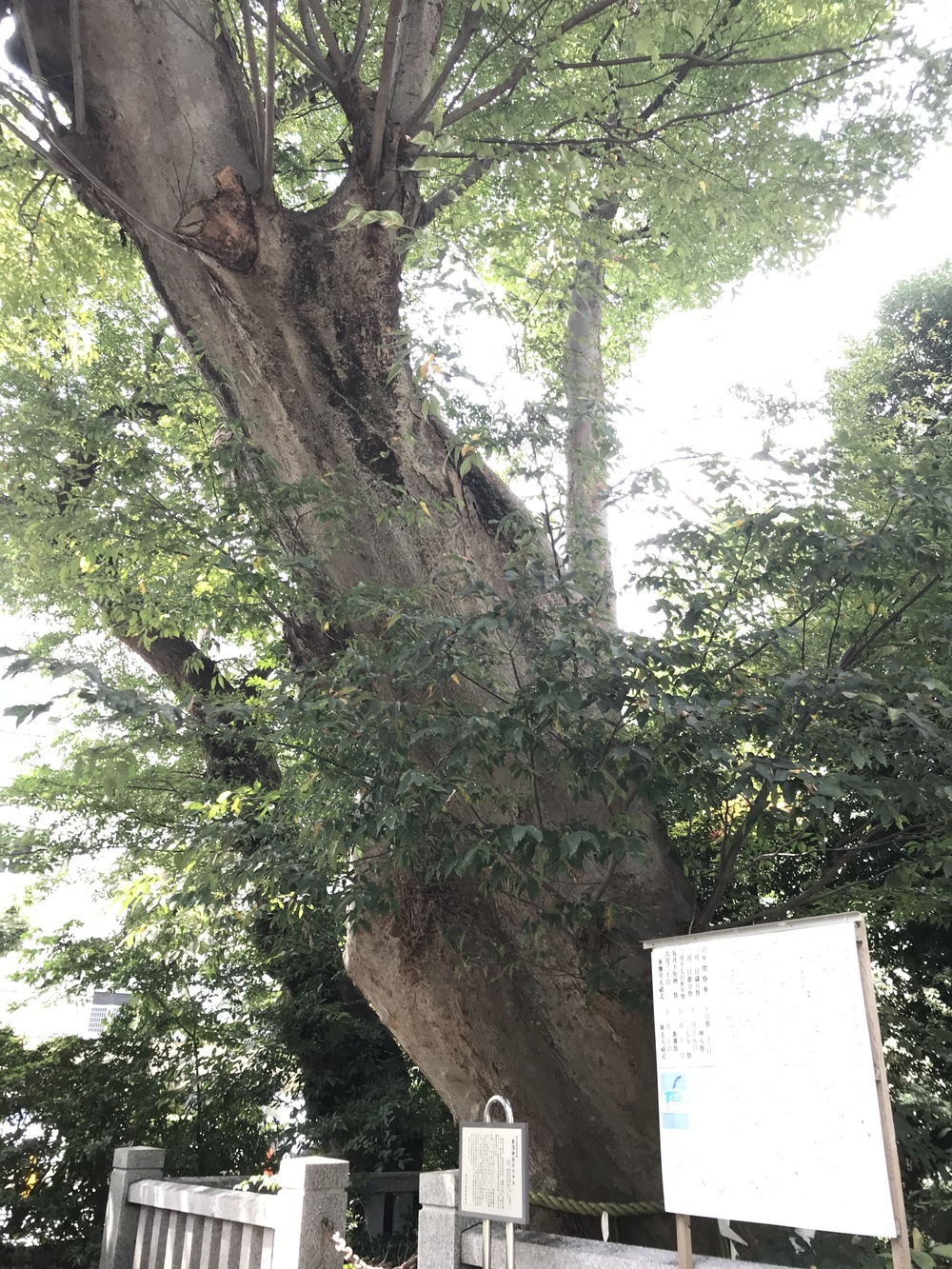 吉祥寺ハーフ 深大寺-味スタを巡る丘陵コースの写真8