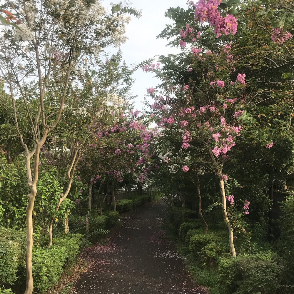 鶴川駅起点の川沿い30キロの写真3