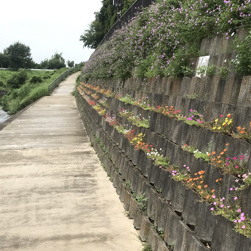 鶴川駅起点の川沿い30キロの写真6