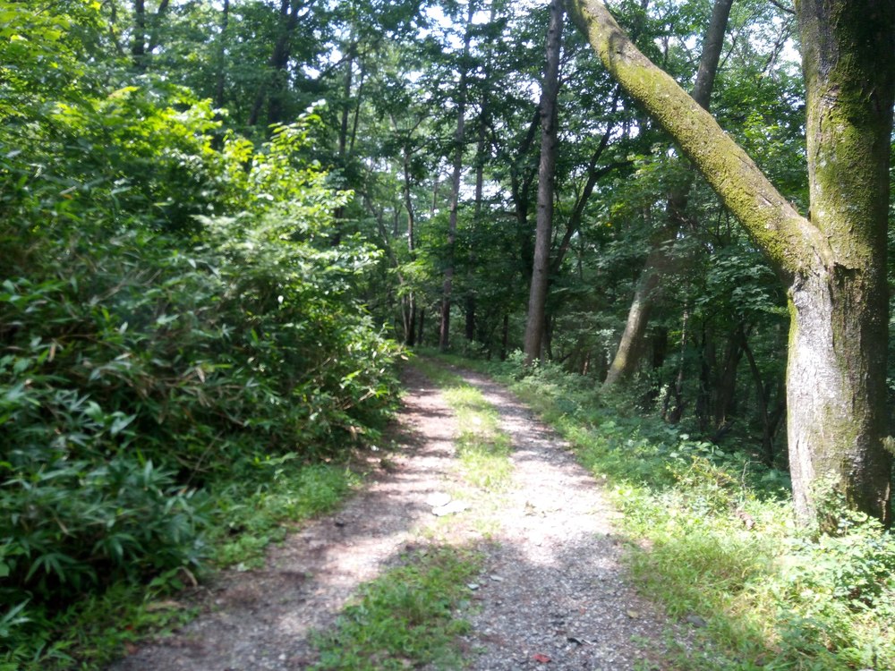 赤城の森トレイルランの写真6