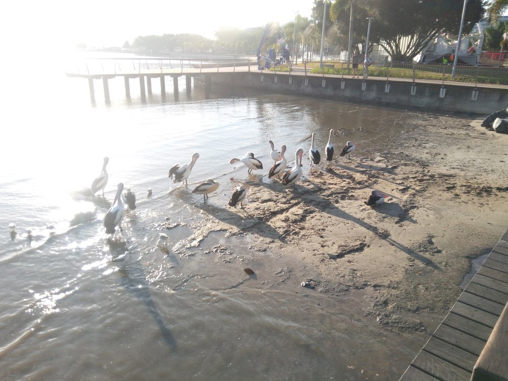 ケアンズ市内観光ランニングの写真9