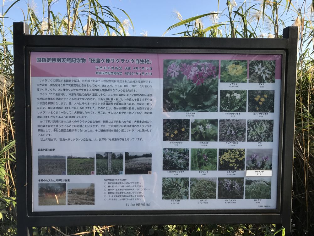 サクラソウの自生地 田島ヶ原 ランコースの写真3