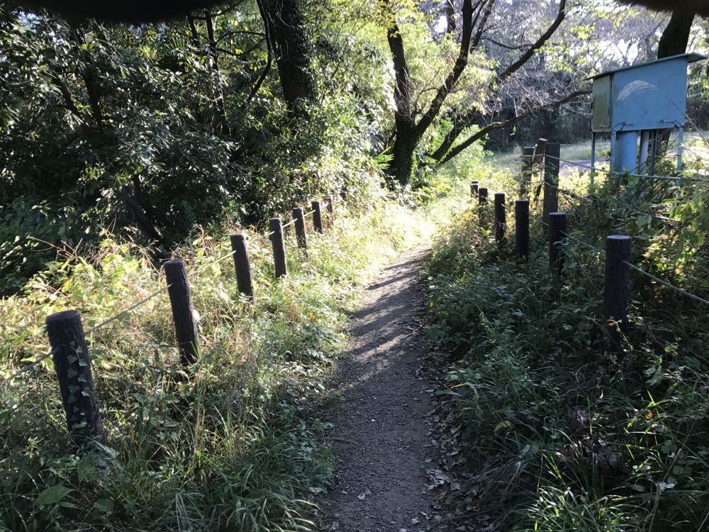 サクラソウの自生地 田島ヶ原 ランコースの写真4