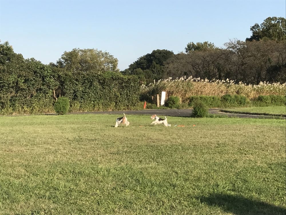 サクラソウの自生地 田島ヶ原 ランコースの写真7