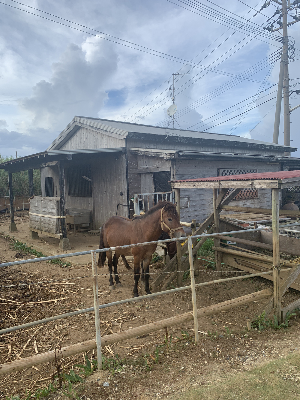 与論島フォトスポットRunの写真4