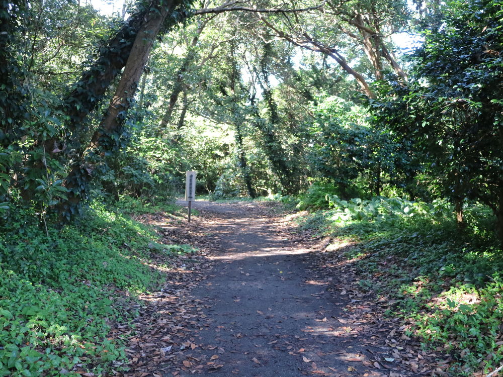 千葉・館山にタヒチのような透明ビーチコース（無人島散策）の写真4